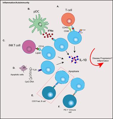 Frontiers | Regulatory B Cells: Role In Type 1 Diabetes